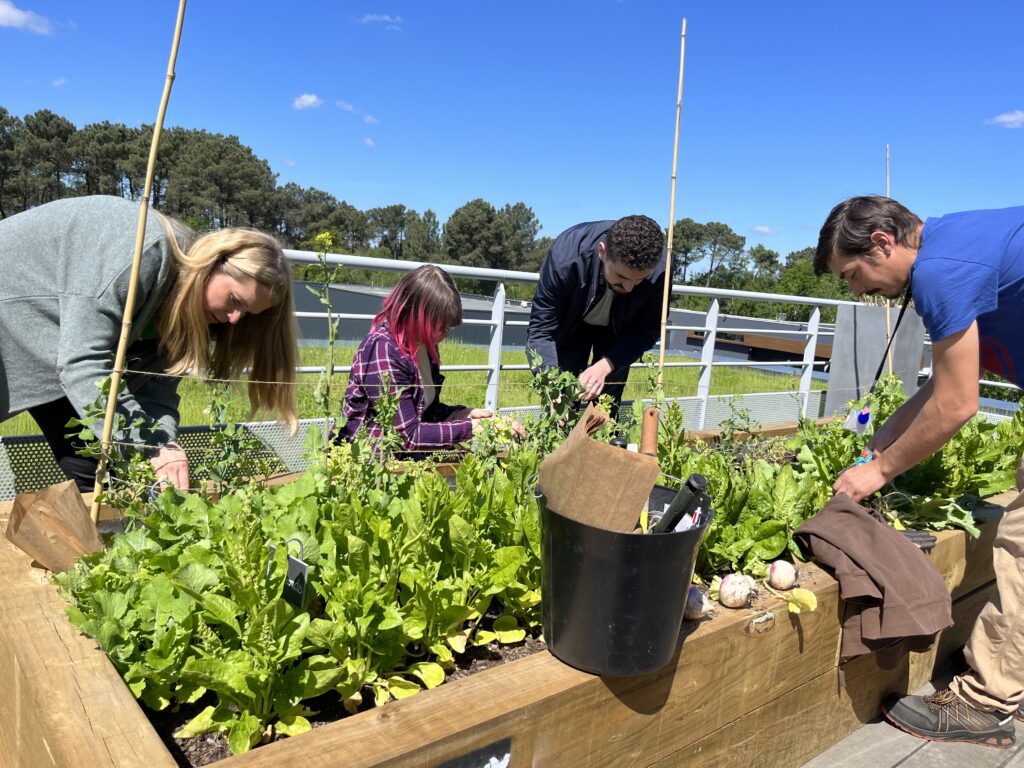 Potager urbain solidaire InfleXsys : 28 kilos récoltés en 2023 pour la Banque Alimentaire