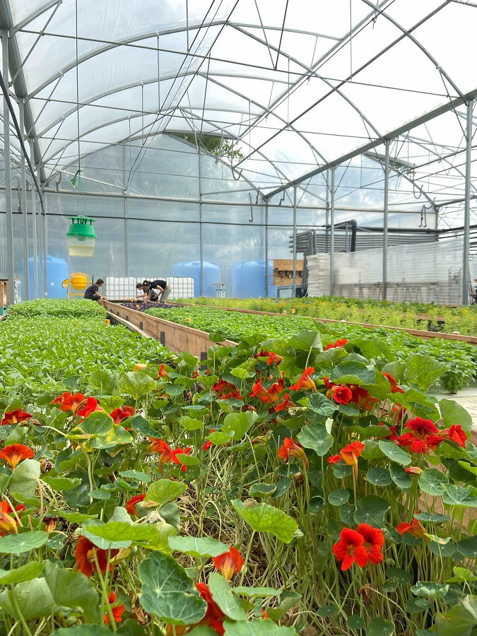 Visite ferme aquaponique urbaine : un concept incroyable !